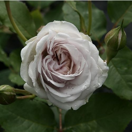 Rosa Griselis™ - lila - Csokros virágú - magastörzsű rózsafa- bokros koronaforma